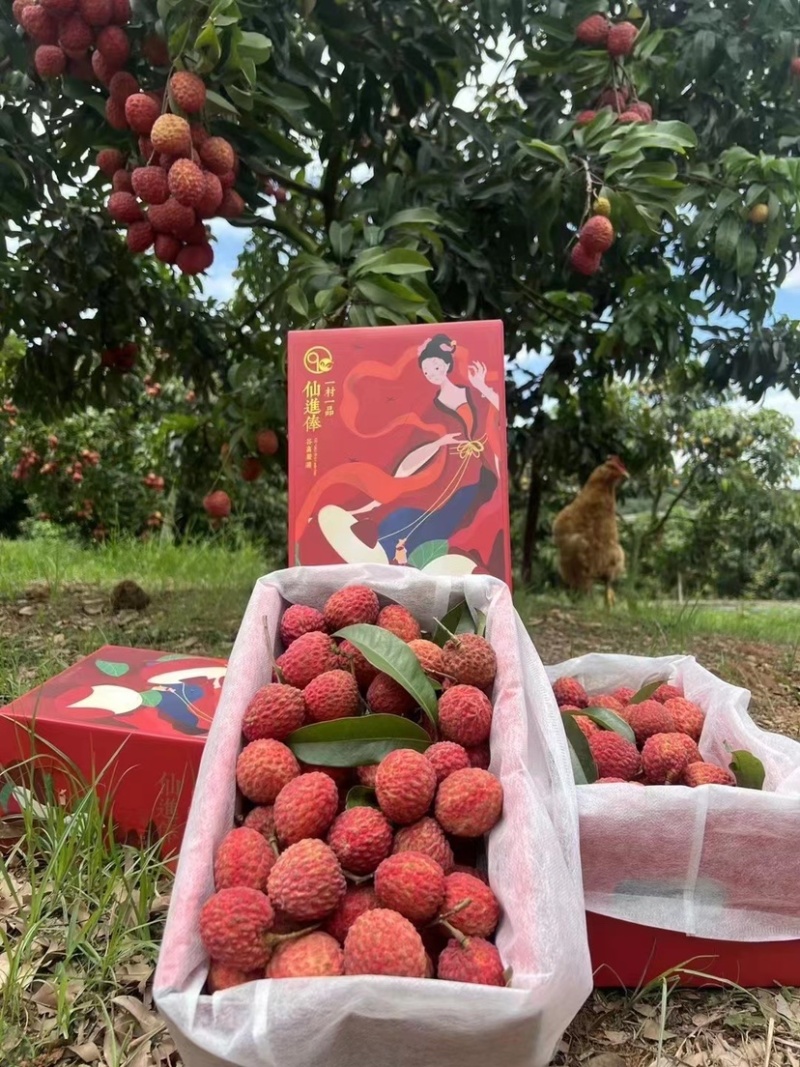 正宗仙进逢荔枝小核非常清甜，能收精品货。