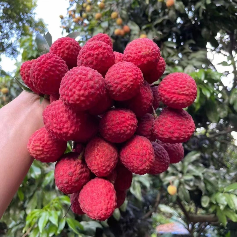 正宗仙进逢荔枝小核非常清甜，能收精品货。