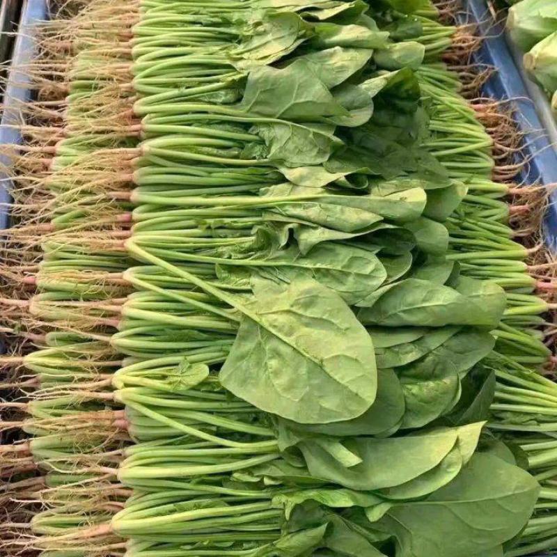 山东惠民瑞丰源果蔬代办，精品菠菜，捆把菠菜，框装，
