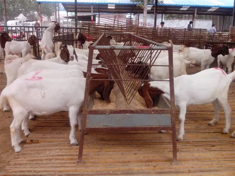 波尔山羊养殖场的工作人员正在喂养山羊