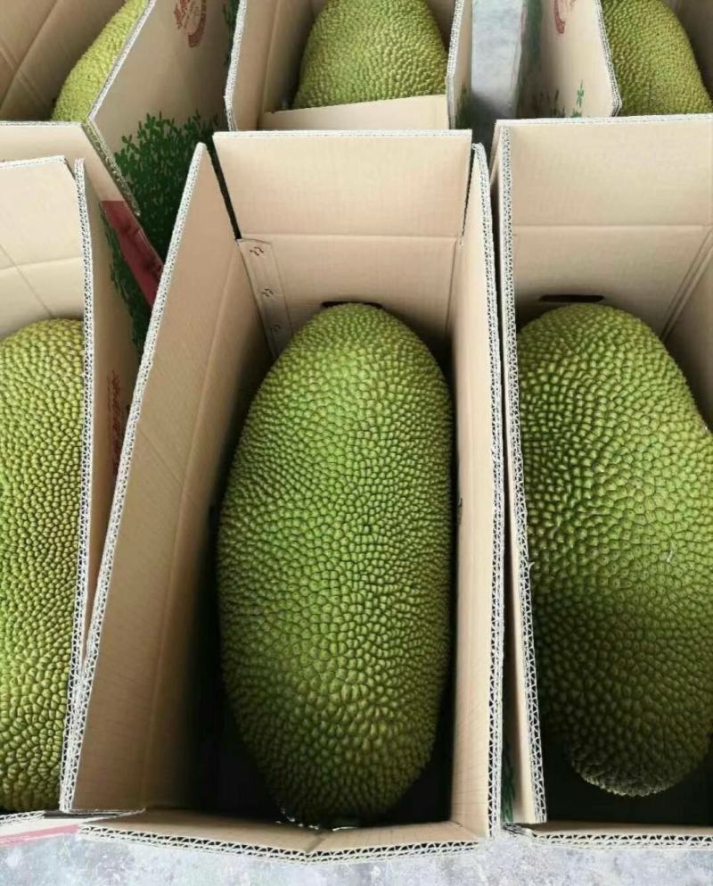 海南菠萝蜜18斤到22斤现摘现发货果大苞多果肉饱满