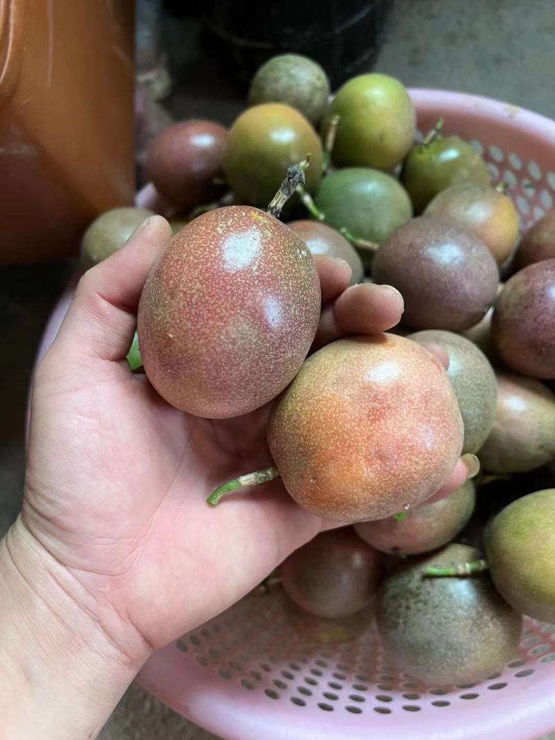 钦蜜九号黄金百香果大量上市，有市场销量的联系我！！！