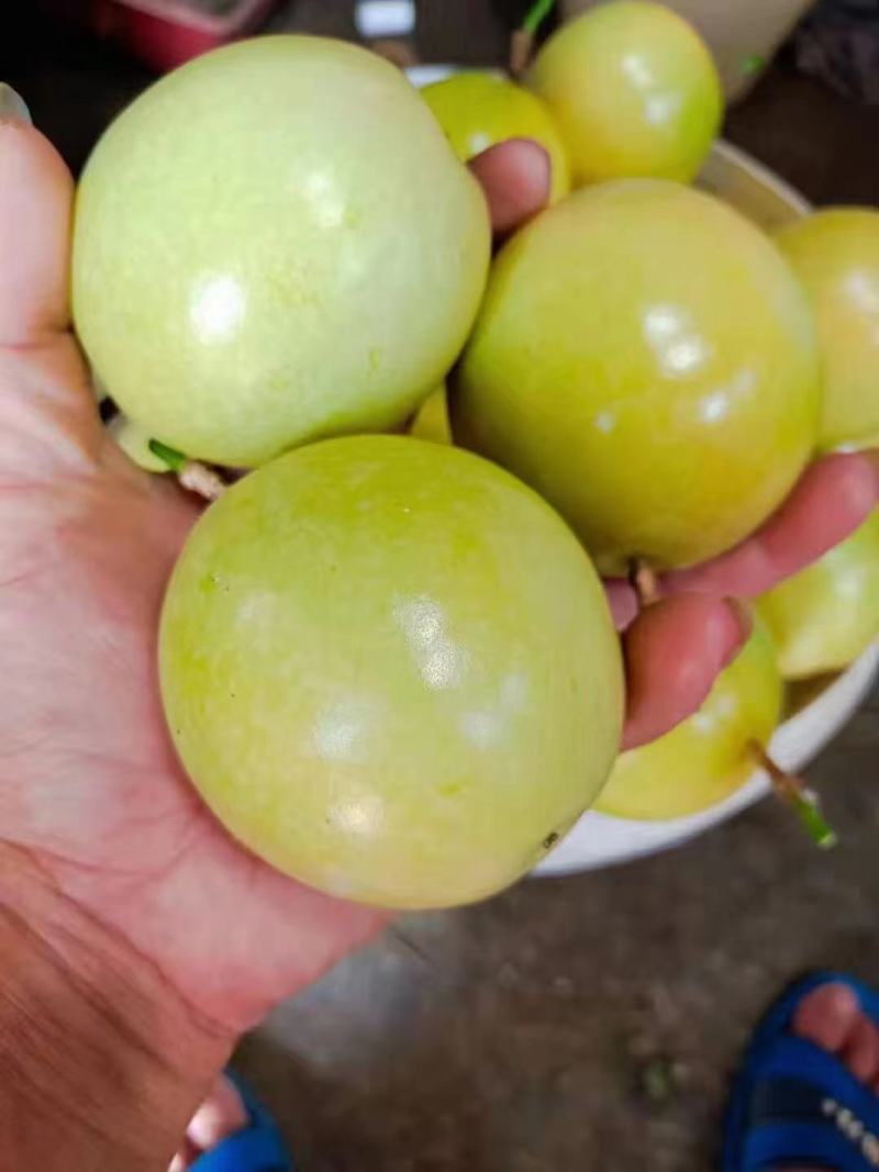 钦蜜九号黄金百香果大量上市，有市场销量的联系我！！！