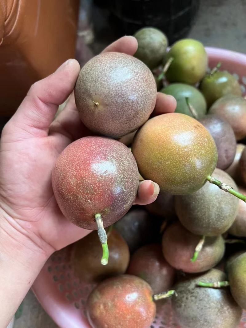 钦蜜九号黄金百香果大量上市，有市场销量的联系我！！！