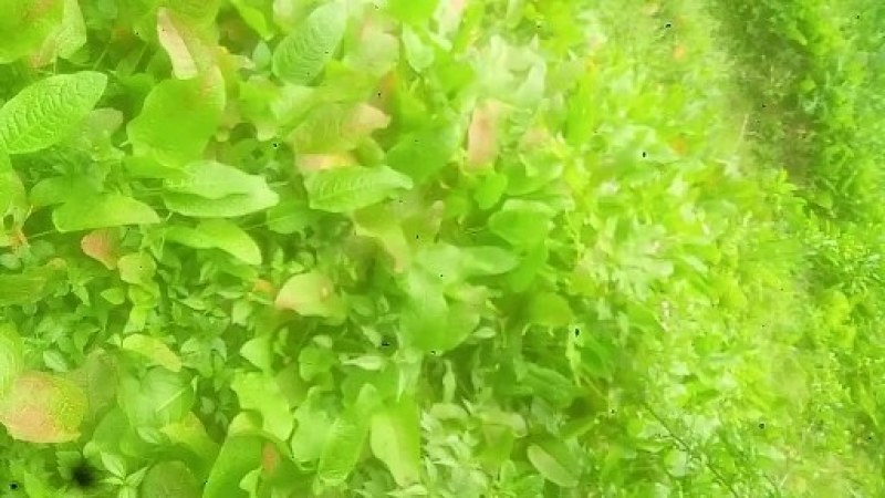 土大黄