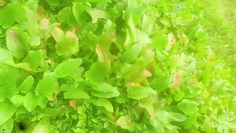 土大黄