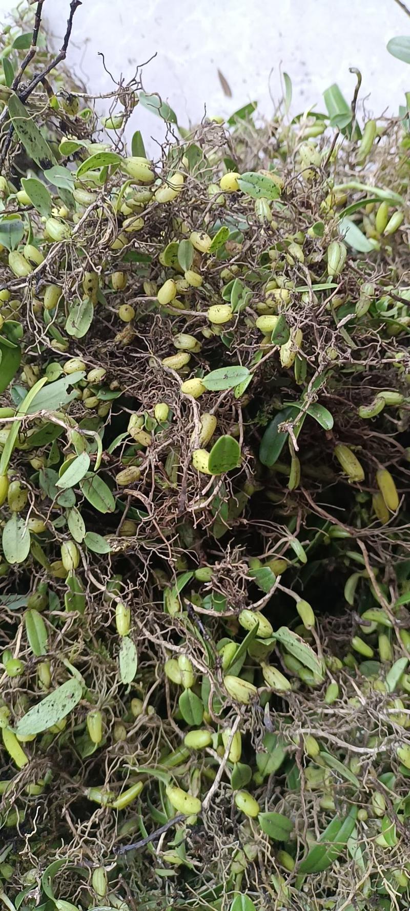 贵州单叶小果石橄榄