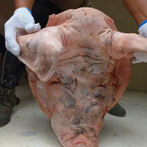 二级母猪头30吨