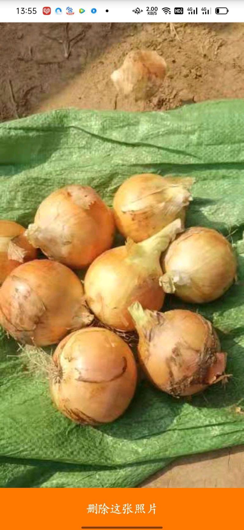 圆葱