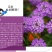 蜂室花种子矮生秋季物庭院屈曲花花籽花草室外花茂密观赏花坛