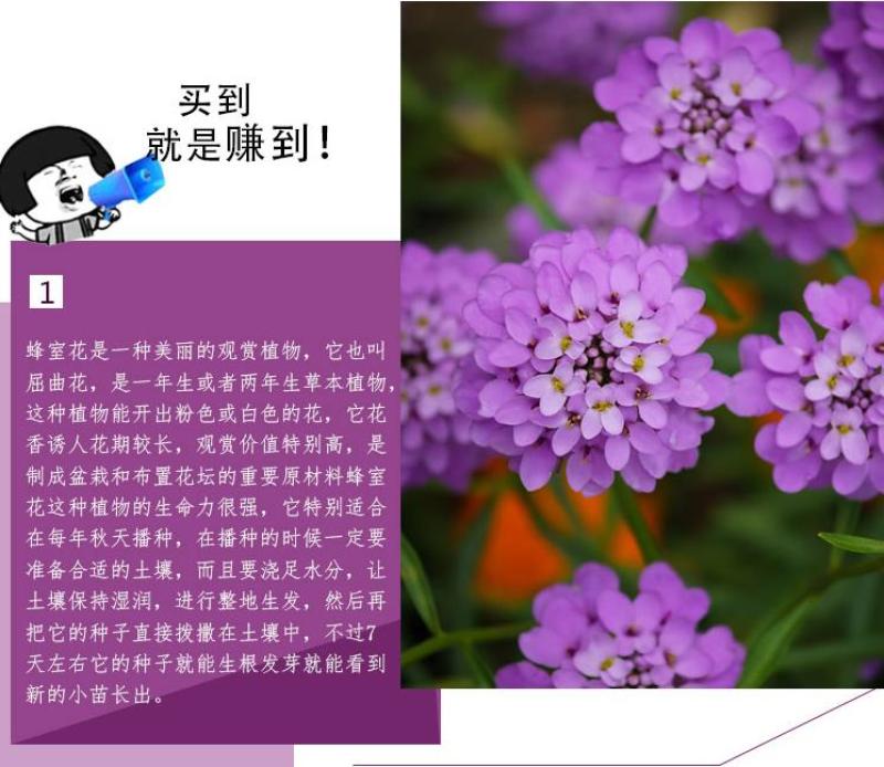 蜂室花种子矮生秋季物庭院屈曲花花籽花草室外花茂密观赏花坛