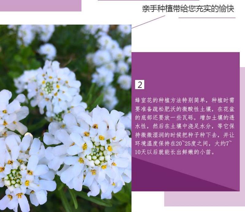 蜂室花种子矮生秋季物庭院屈曲花花籽花草室外花茂密观赏花坛