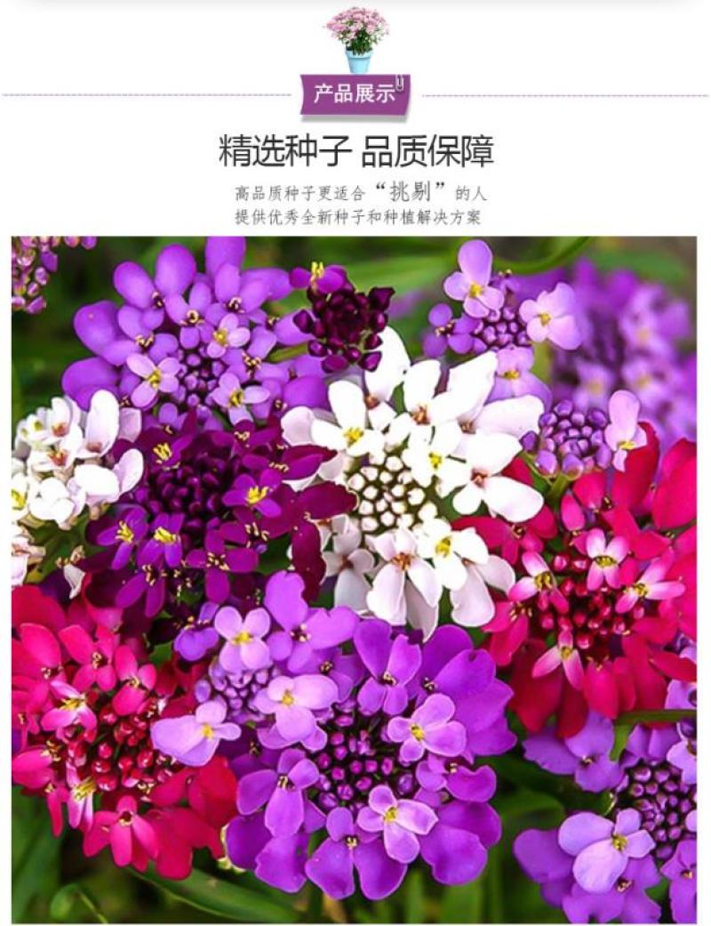 蜂室花种子矮生秋季物庭院屈曲花花籽花草室外花茂密观赏花坛