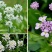 蜂室花种子矮生秋季物庭院屈曲花花籽花草室外花茂密观赏花坛