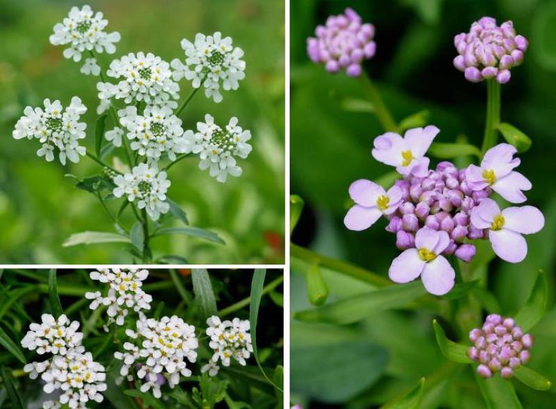 蜂室花种子矮生秋季物庭院屈曲花花籽花草室外花茂密观赏花坛