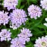 蜂室花种子矮生秋季物庭院屈曲花花籽花草室外花茂密观赏花坛