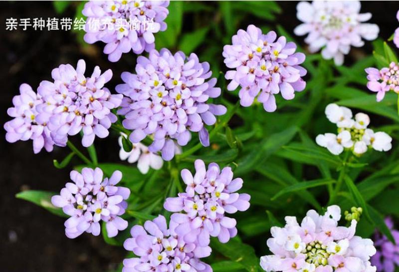 蜂室花种子矮生秋季物庭院屈曲花花籽花草室外花茂密观赏花坛
