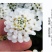 蜂室花种子矮生秋季物庭院屈曲花花籽花草室外花茂密观赏花坛