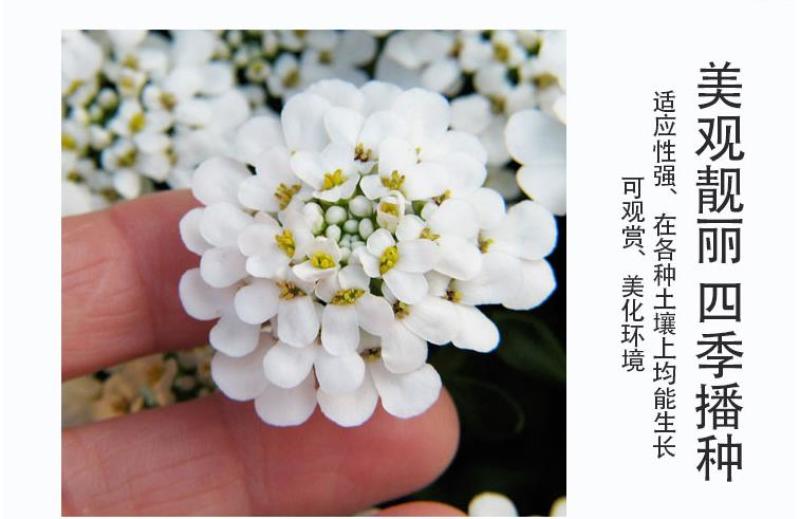 蜂室花种子矮生秋季物庭院屈曲花花籽花草室外花茂密观赏花坛