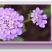 蜂室花种子矮生秋季物庭院屈曲花花籽花草室外花茂密观赏花坛