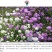 蜂室花种子矮生秋季物庭院屈曲花花籽花草室外花茂密观赏花坛