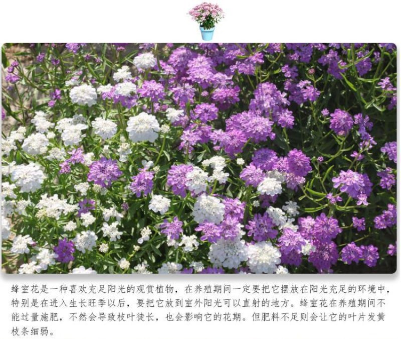蜂室花种子矮生秋季物庭院屈曲花花籽花草室外花茂密观赏花坛
