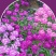 蜂室花种子矮生秋季物庭院屈曲花花籽花草室外花茂密观赏花坛