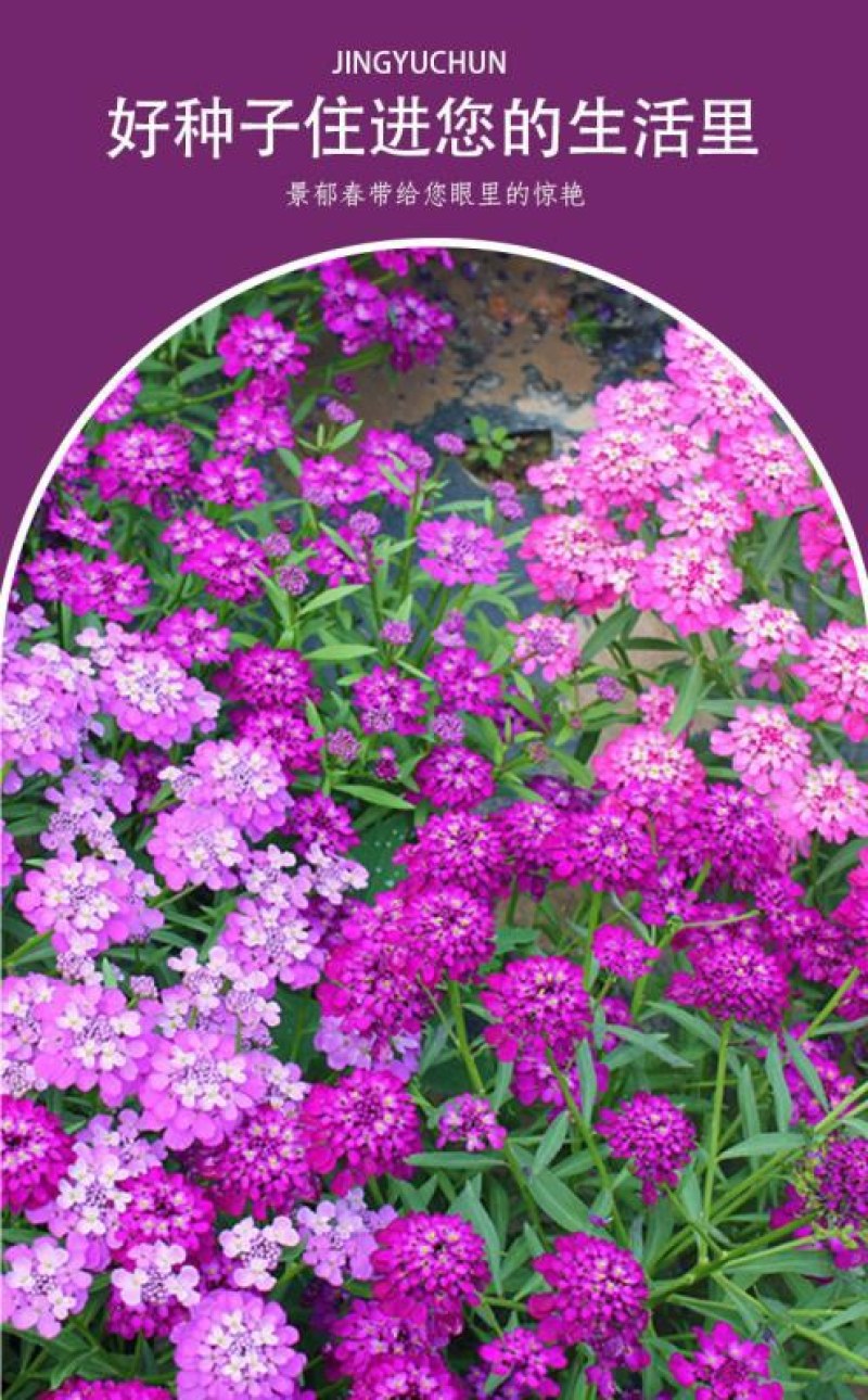 蜂室花种子矮生秋季物庭院屈曲花花籽花草室外花茂密观赏花坛