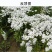 蜂室花种子矮生秋季物庭院屈曲花花籽花草室外花茂密观赏花坛