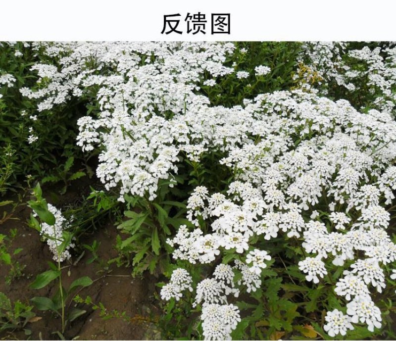 蜂室花种子矮生秋季物庭院屈曲花花籽花草室外花茂密观赏花坛