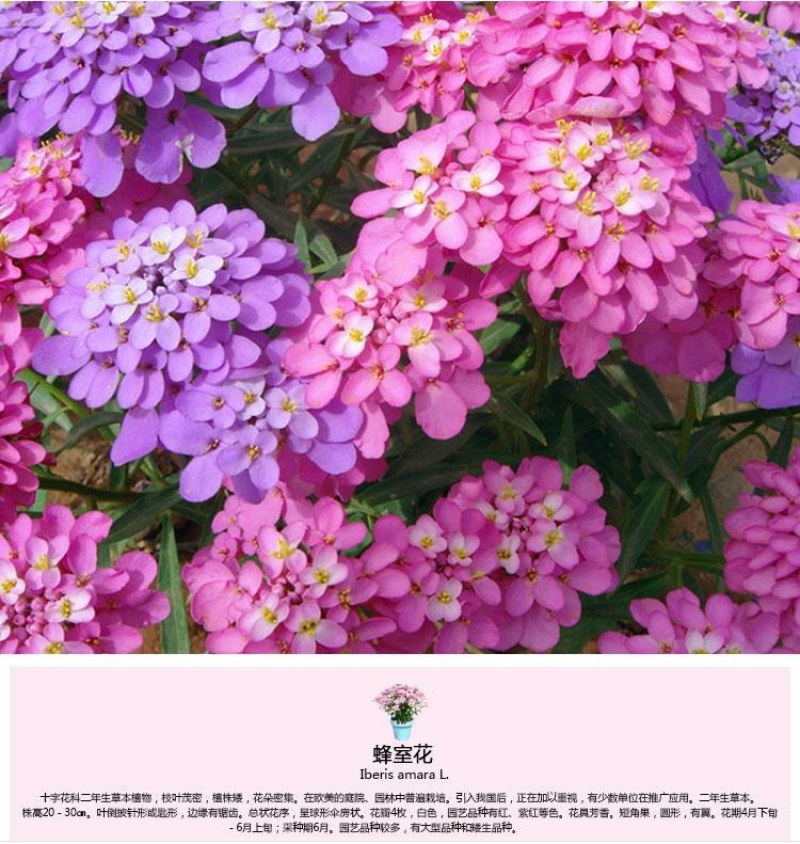 蜂室花种子矮生秋季物庭院屈曲花花籽花草室外花茂密观赏花坛
