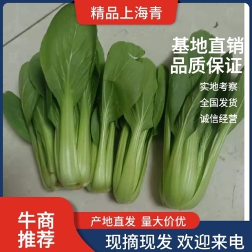油菜安徽上海青专业打包打冷一条龙量大从优欢迎咨询