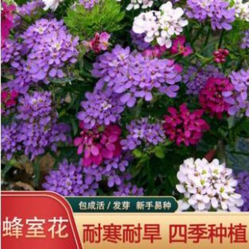 蜂室花种子矮生秋季物庭院屈曲花花籽花草室外花茂密观赏花坛