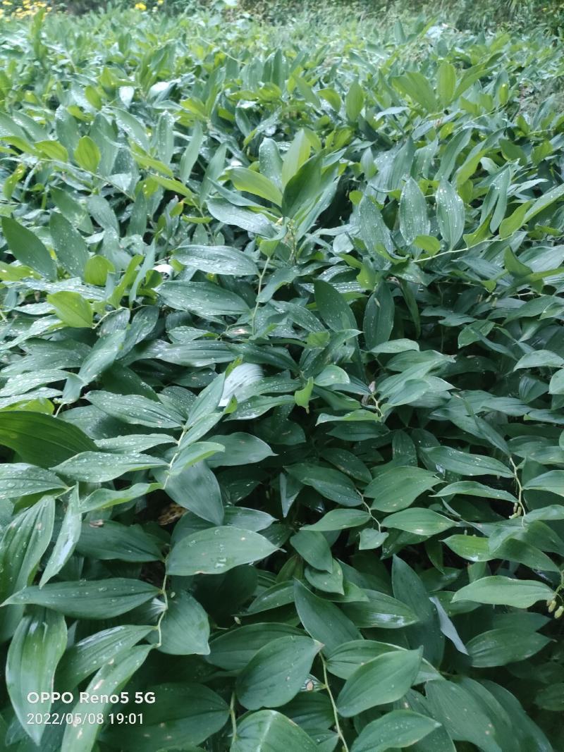 湖南高山鲜玉竹基地，加工最好时机量大从优，欢迎订购