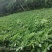 湖南高山鲜玉竹基地，加工最好时机量大从优，欢迎订购
