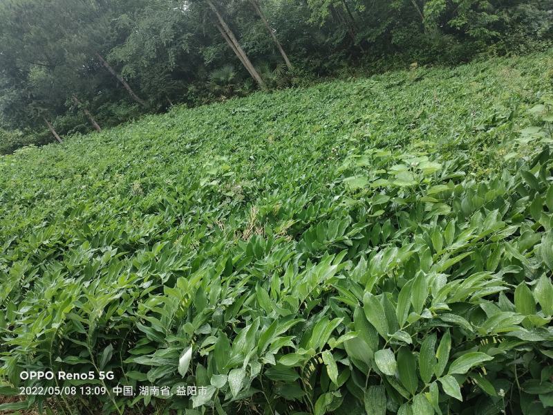 湖南高山鲜玉竹基地，加工最好时机量大从优，欢迎订购