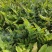 湖南高山鲜玉竹基地，加工最好时机量大从优，欢迎订购