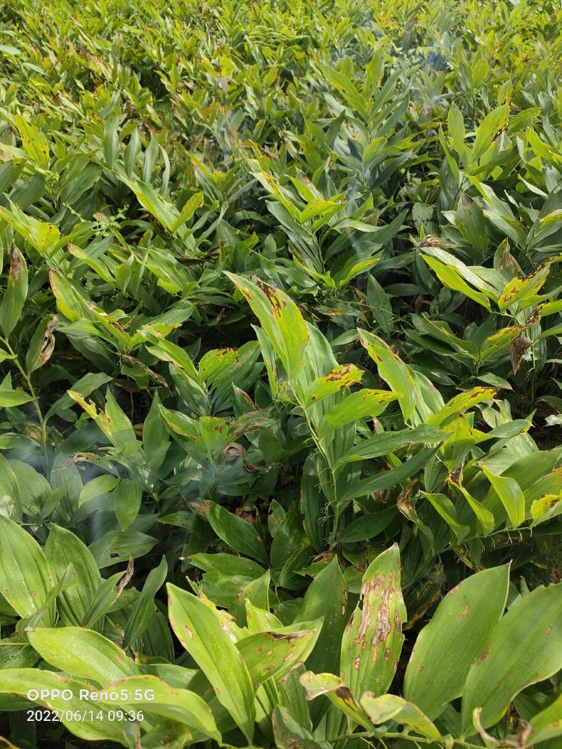 湖南高山鲜玉竹基地，加工最好时机量大从优，欢迎订购