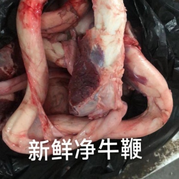 新鲜净牛鞭