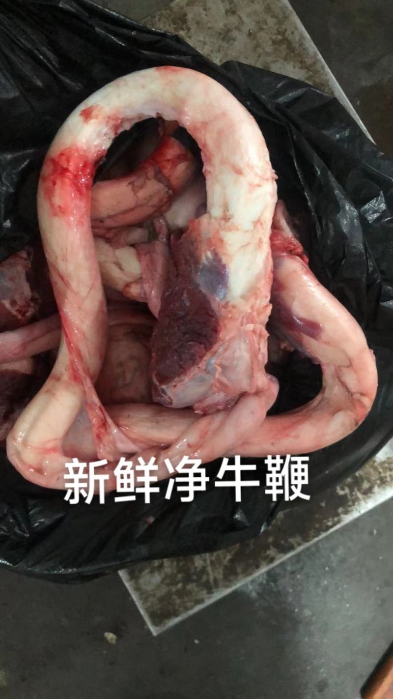 新鲜净牛鞭