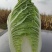 黄心白菜