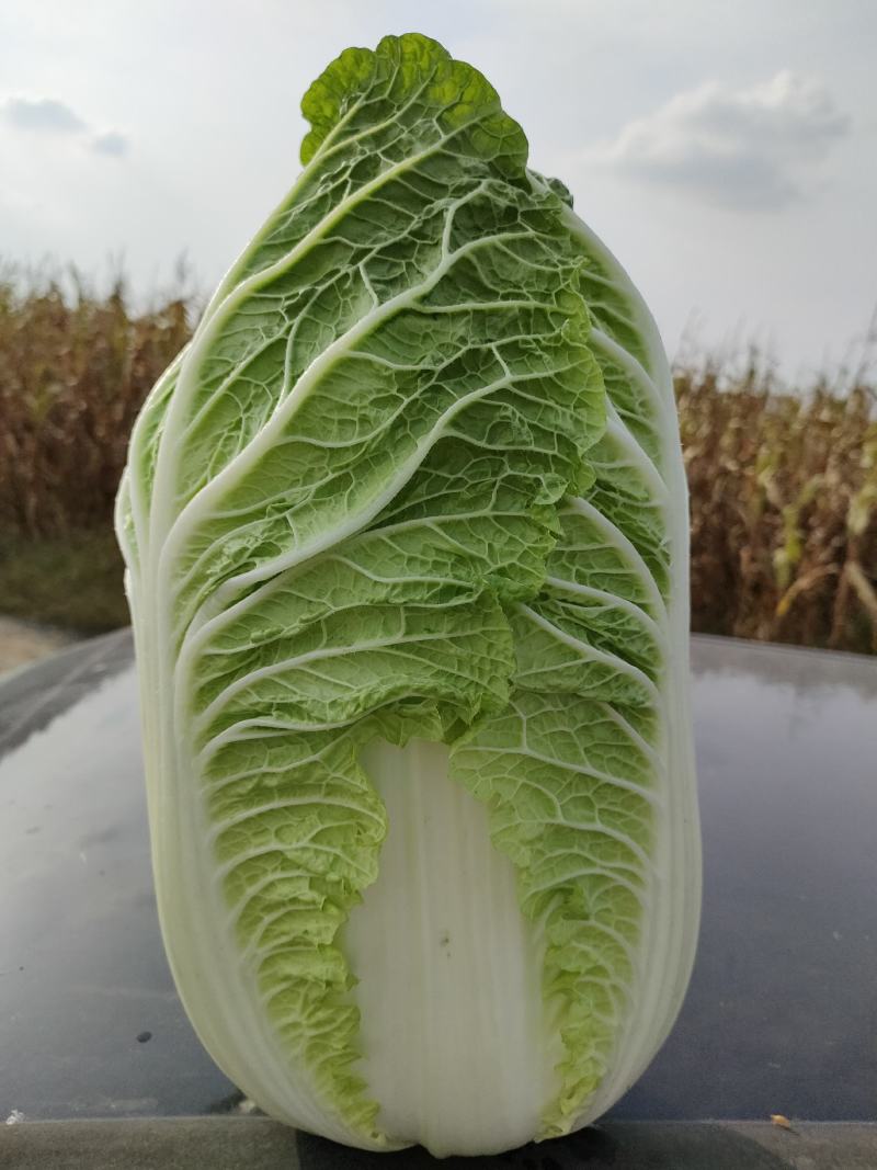黄心白菜
