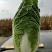 黄心白菜