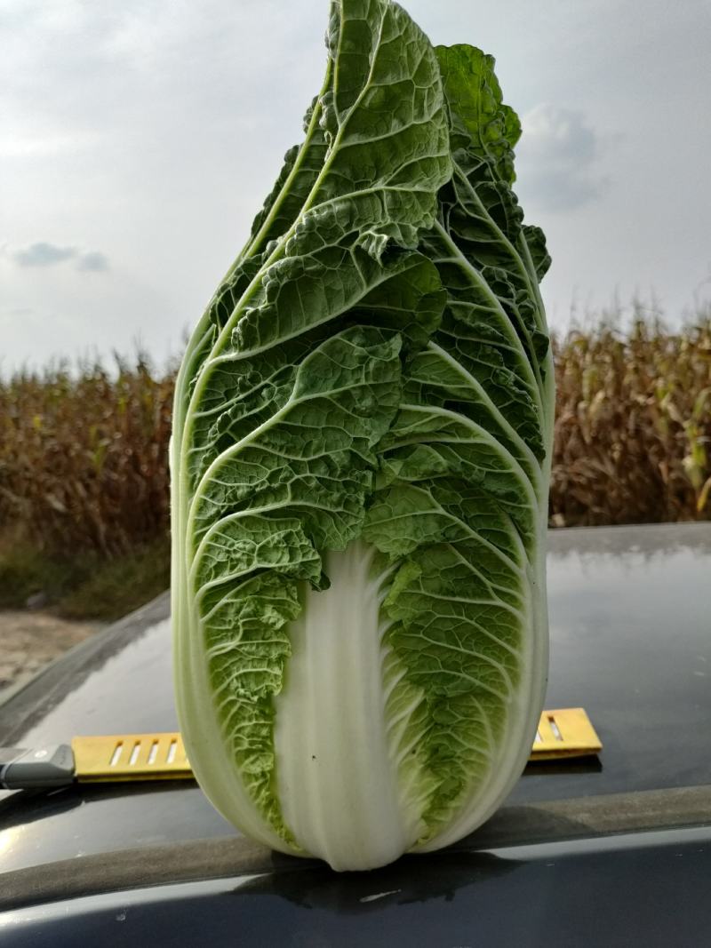 黄心白菜