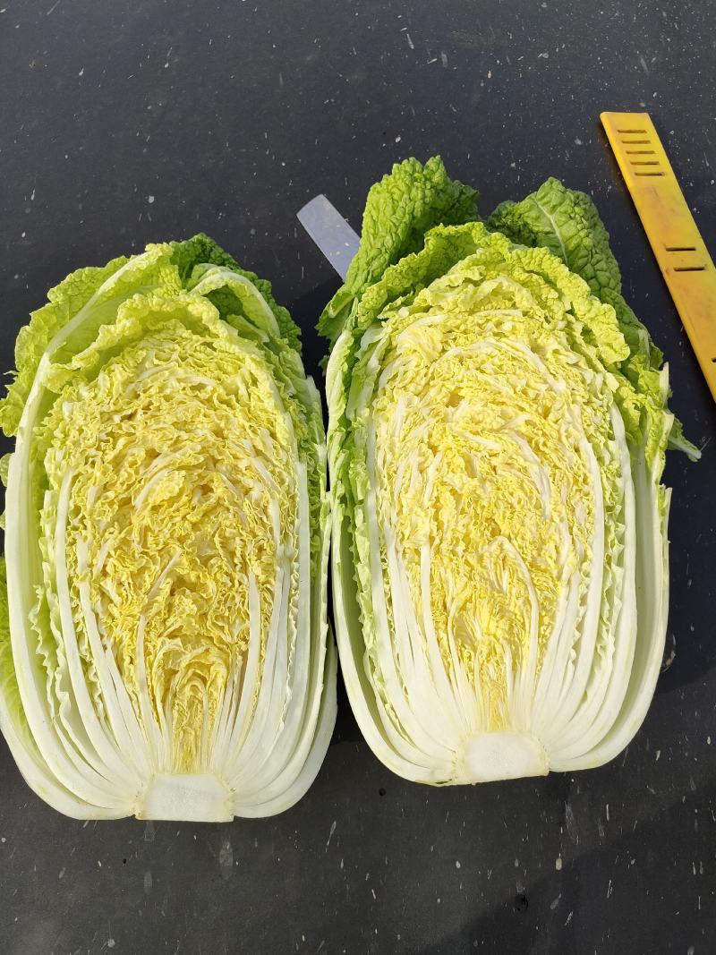 黄心白菜
