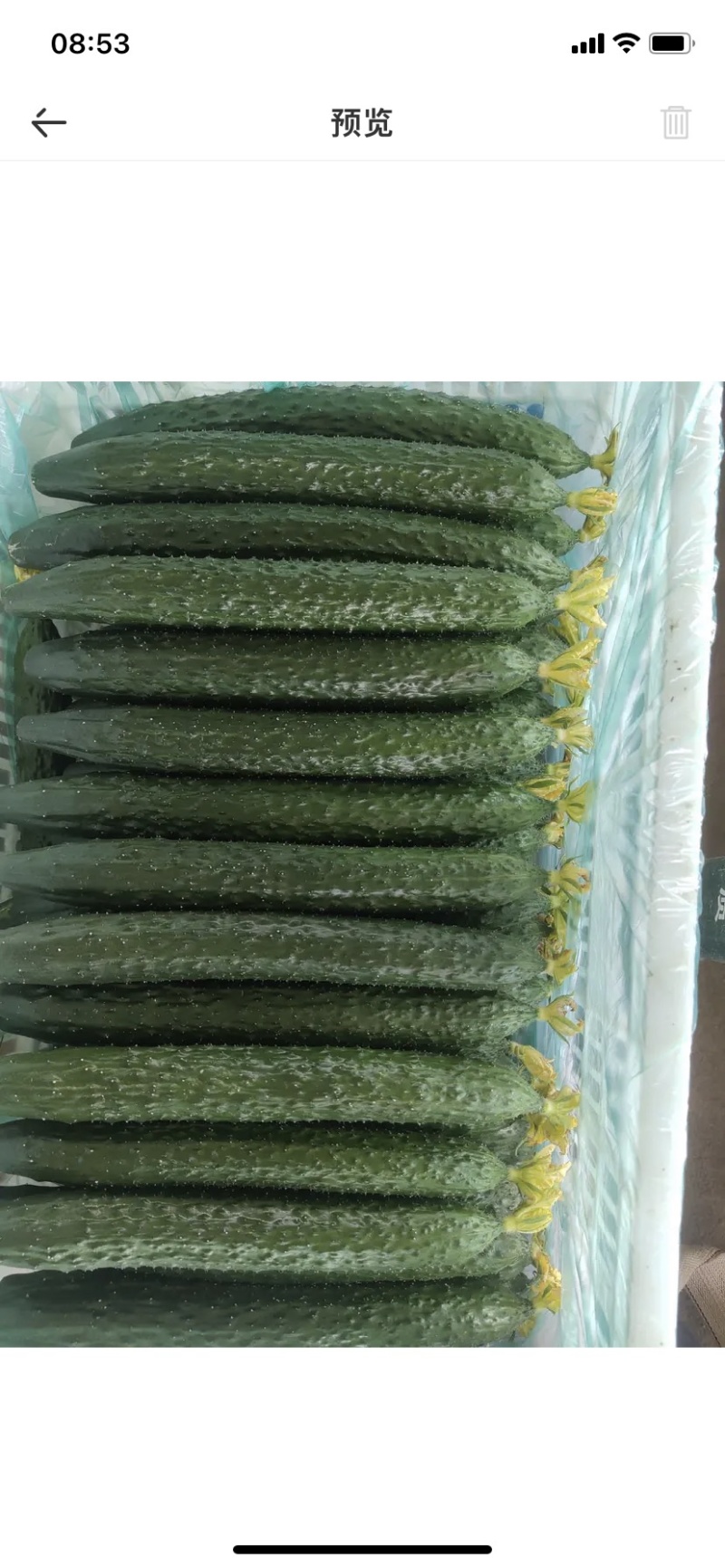 鲜花密闭亮黄瓜精品
