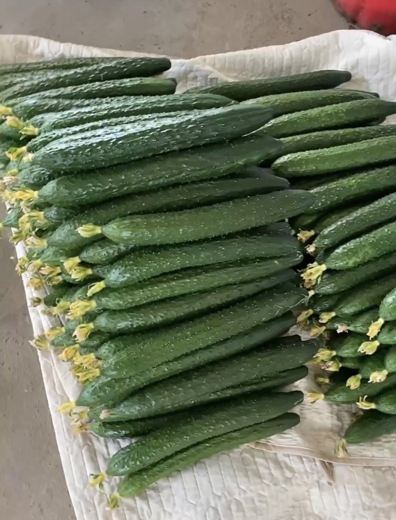 鲜花密闭亮黄瓜精品