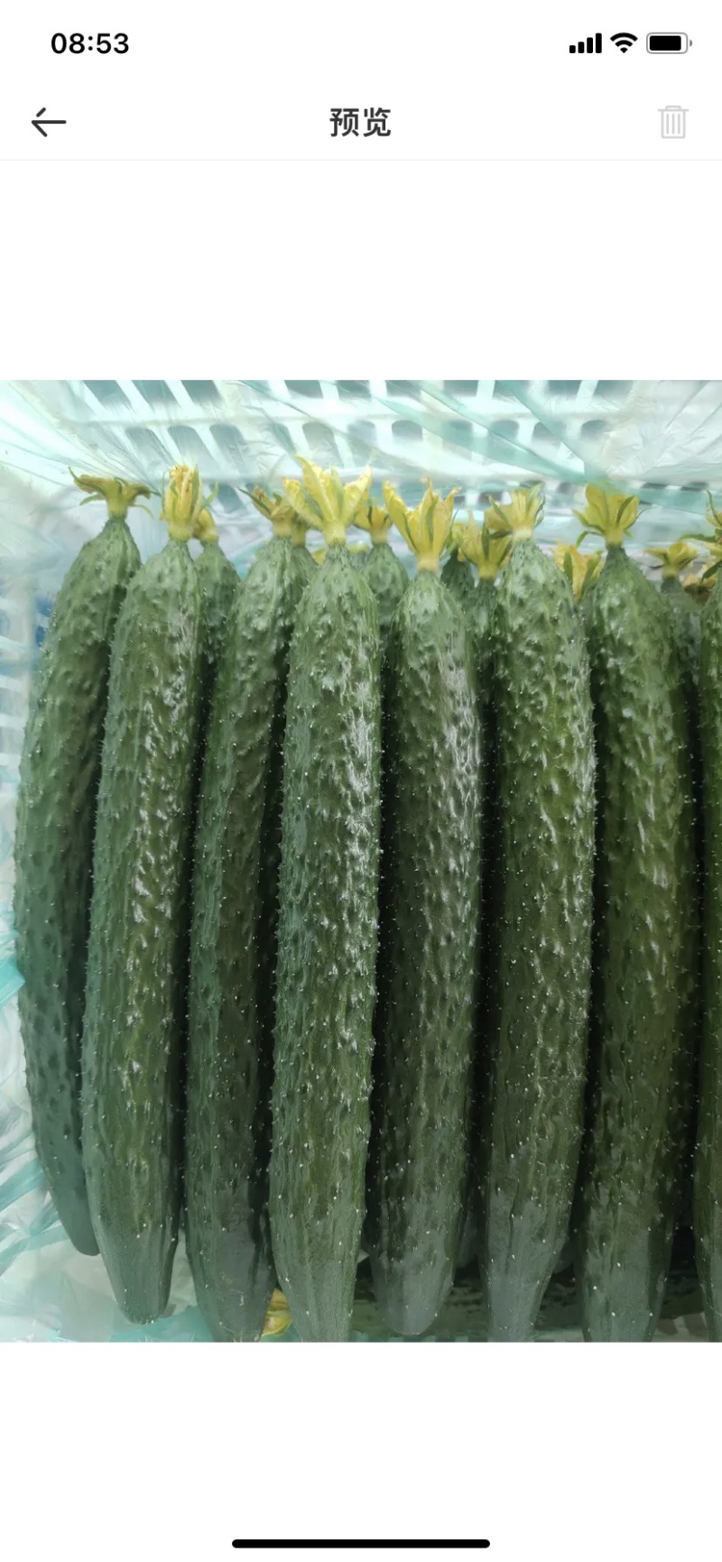 鲜花密闭亮黄瓜精品