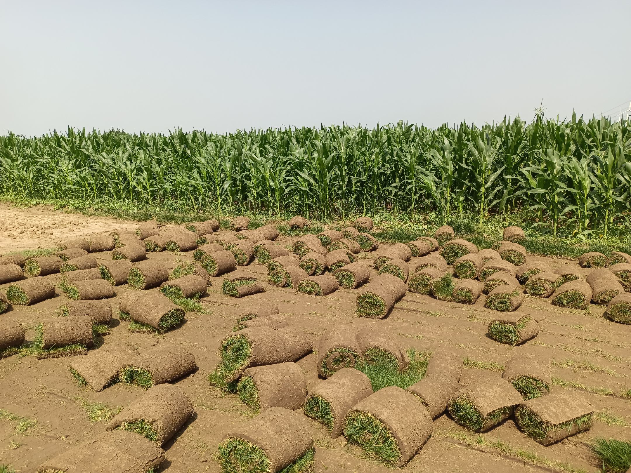 农田综合杂草管理示意图