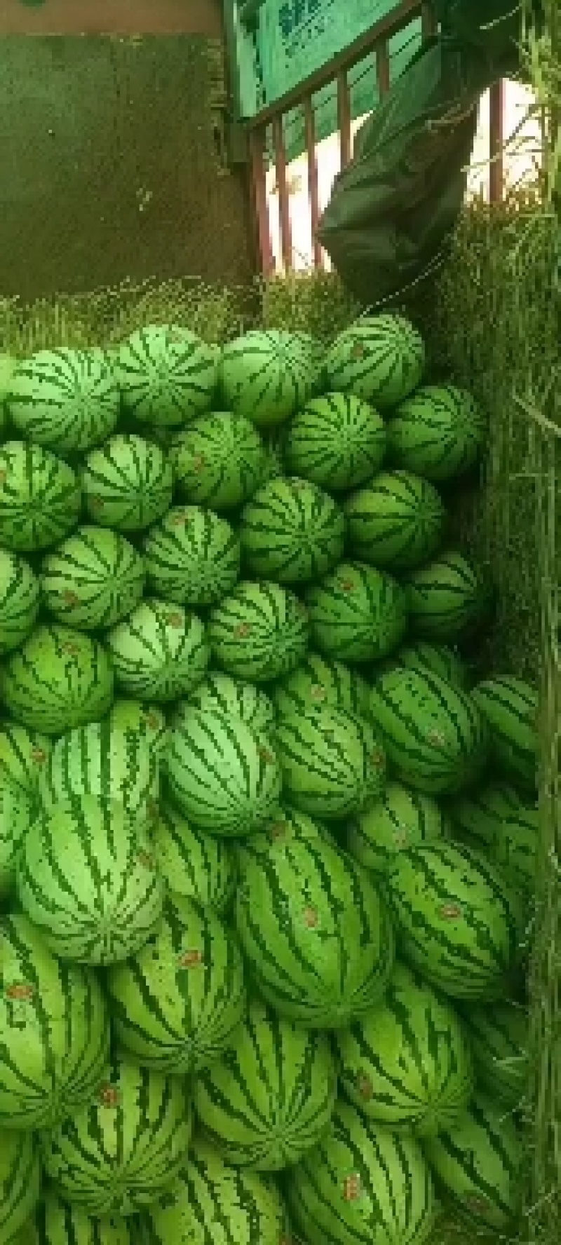 甘肃靖远硒砂瓜大量上市，有想法的联系
